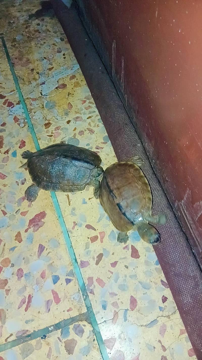 turtle 1