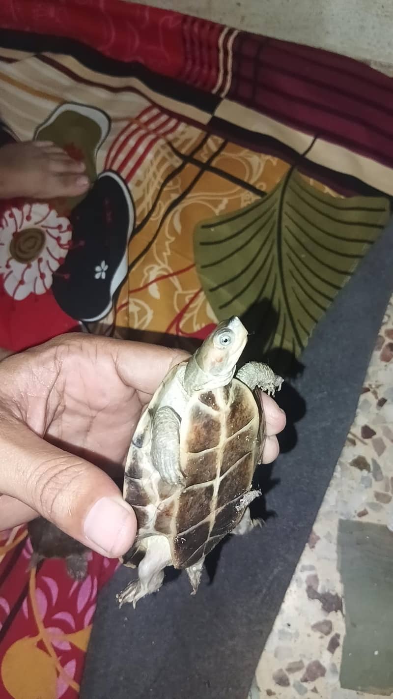 turtle 2
