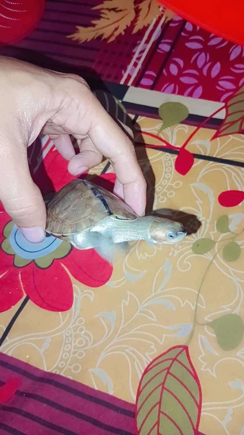turtle 3