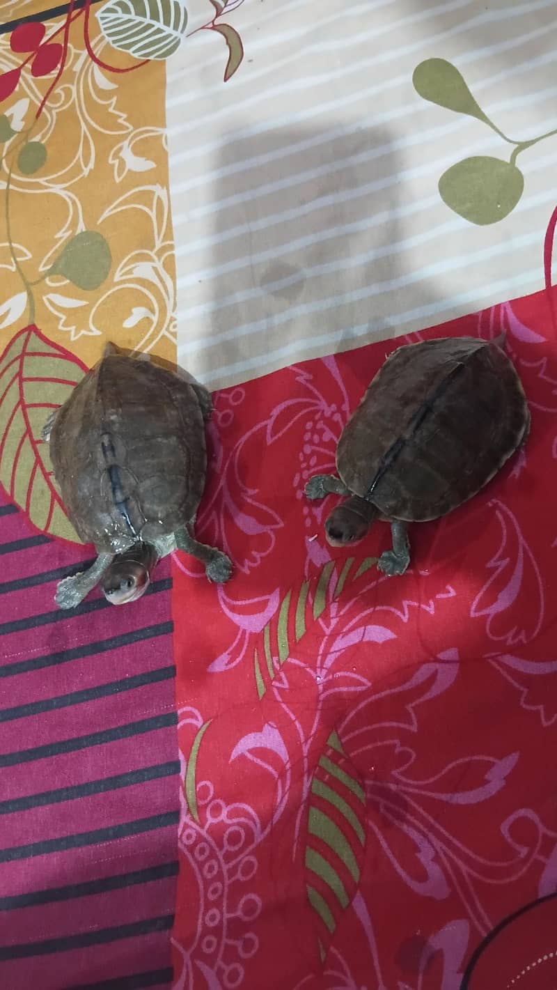 turtle 4