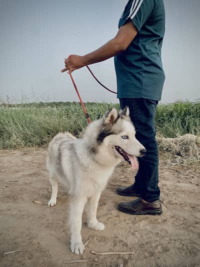 White husky female wooly coat blue eyes rear coulor urgent sale