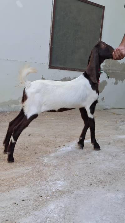 Khassi kamori and 2 pateri goats for sell