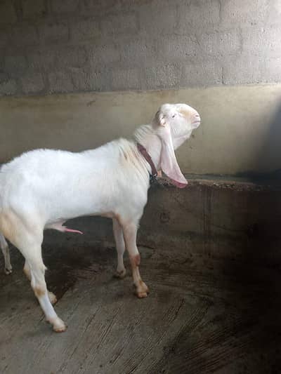 Ablak Gulabi Bakra For Sale