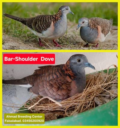 Bar-Shoulder Dove /Doves /Doves For Sale /Fakhta /All kind of Doves