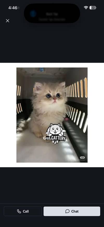Persian British punch face piki face kitten cat available