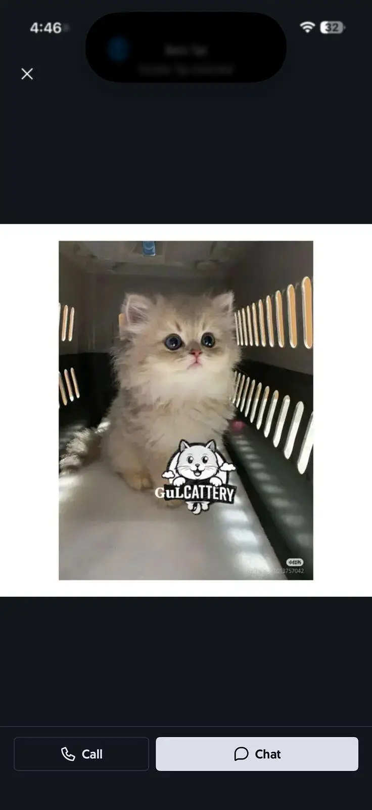 Persian British punch face piki face kitten cat available — photo 7