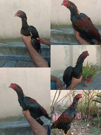 aseel pair for sale