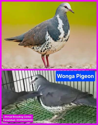 Wonga Pigeon /Doves /Doves For Sale /Fakhta /All kind of Doves