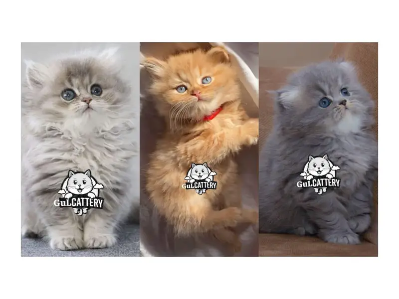 Persian British punch face piki face kitten cat available