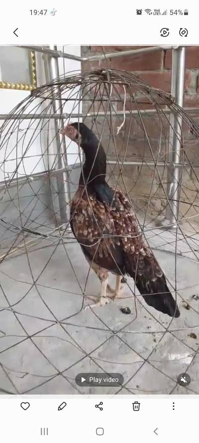 Aseel mianwali murga 03/21/45/43/195