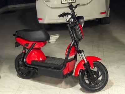 Red beauty for sale