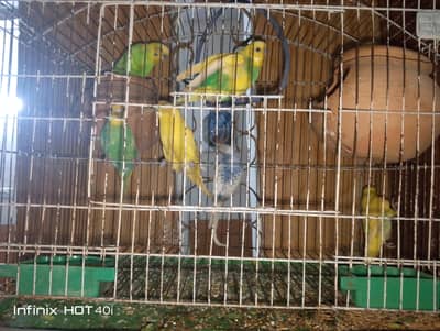 Australian parrot