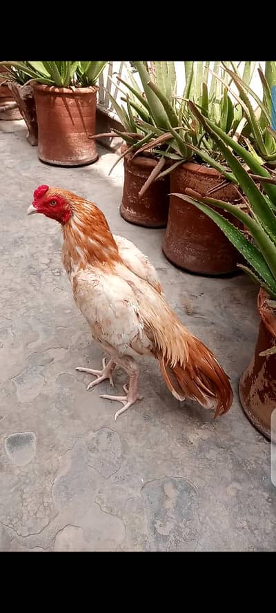 Aseel sontol murga for sale