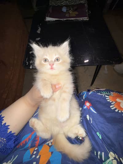 Persian kittens for sale