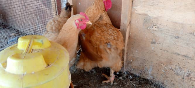 2 pairs for sale laying eggs