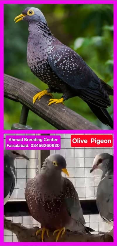 Olive Pigeon /Doves /Doves For Sale /Fakhta /All kind of Doves