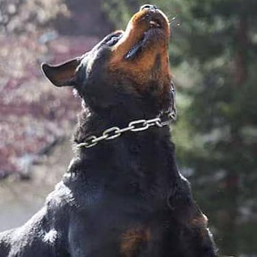 Rottweiler for stud service