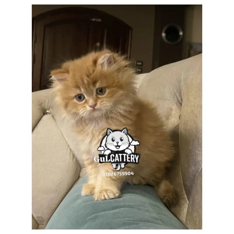 Persian British punch face piki face kitten cat available — photo 3