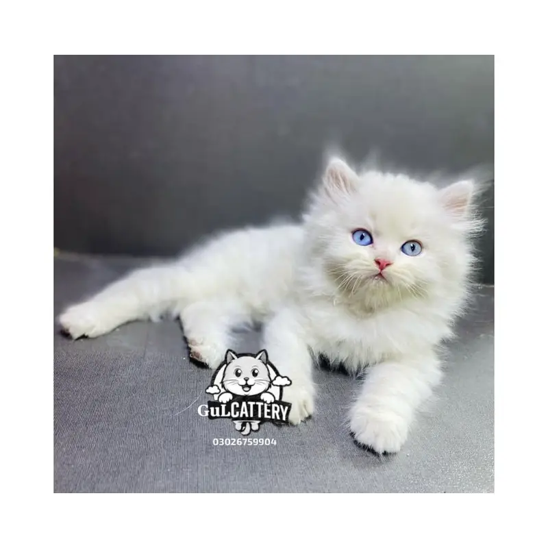 Persian British punch face piki face kitten cat available — photo 5