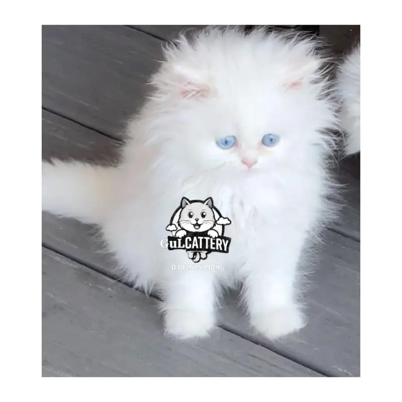 Persian British punch face piki face kitten cat available — photo 7