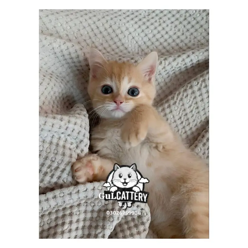 Persian British punch face piki face kitten cat available — photo 11