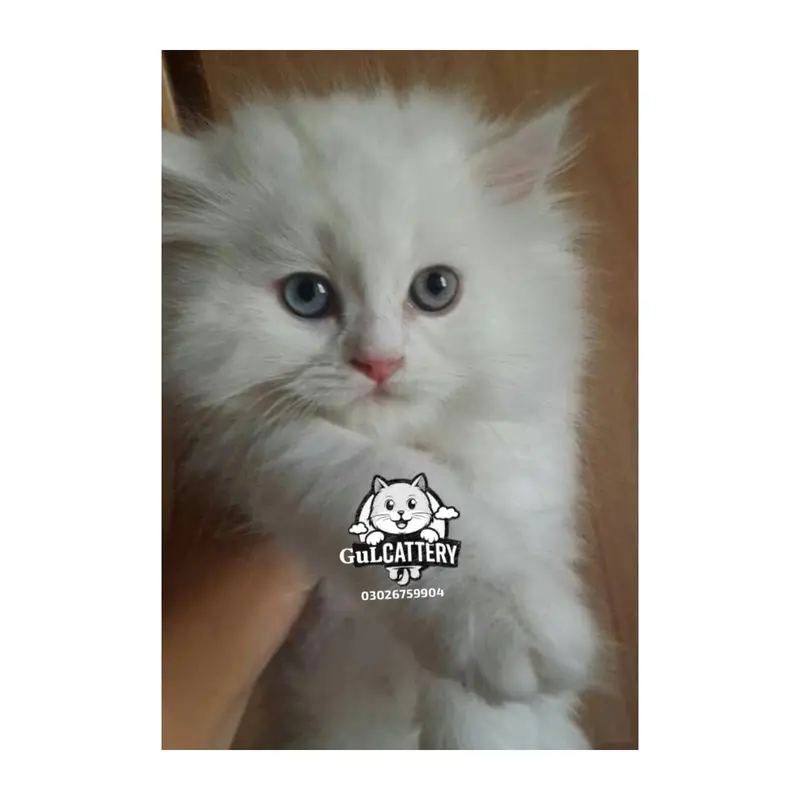 Persian British punch face piki face kitten cat available — photo 12