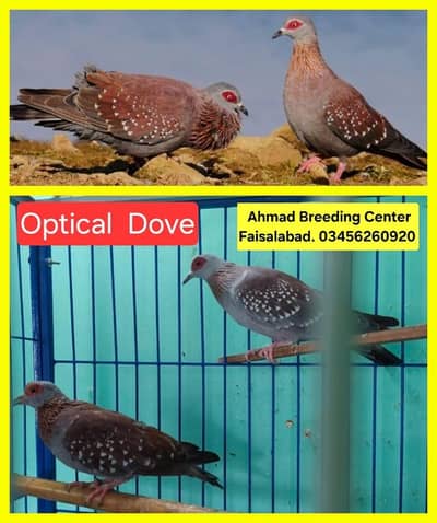 Optical Dove /Doves /Doves For Sale /Qumri /Fakhta /All kind of Doves