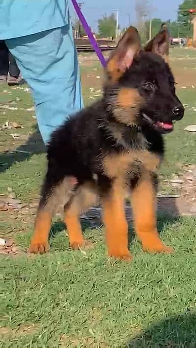 German Shepard male puppy for sale