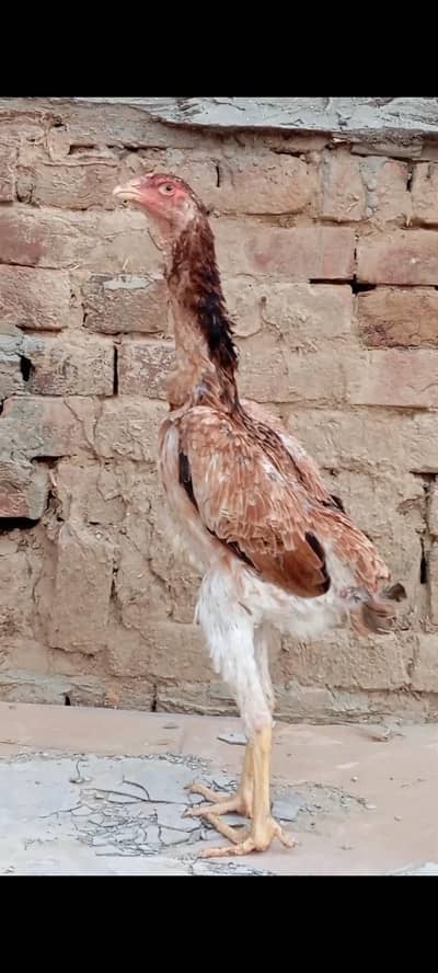 Shamo Madi Aseel pure high quality
