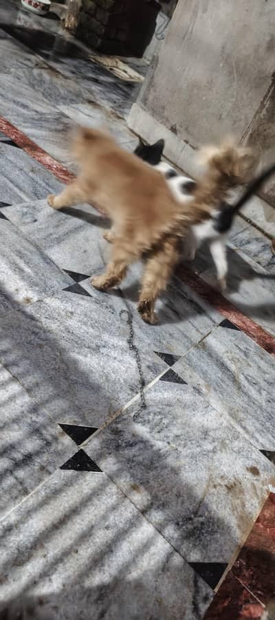 Persian cats
