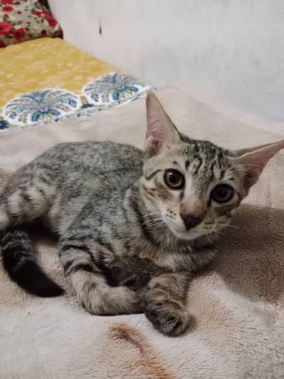 : “6 Months Male Cat Available”