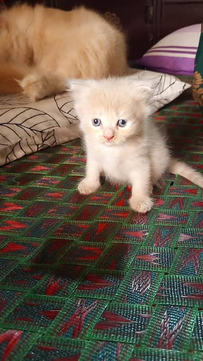 Persian kitten available. 0343 8408647 watsapp