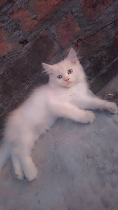 Persian kitten available. 0343 8408647 watsapp