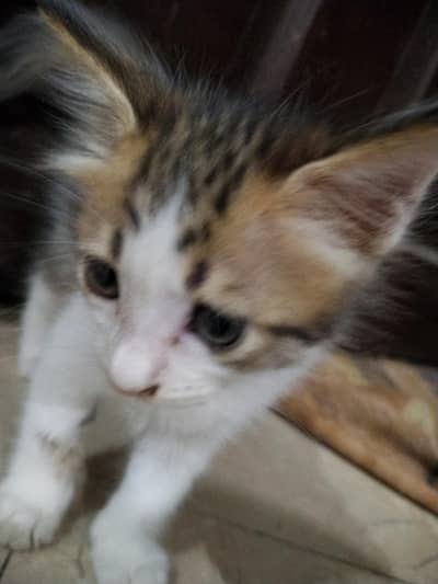 Cute kitten for true lovers adption