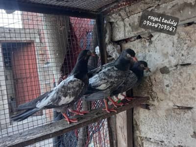 Royal Teddy birds
