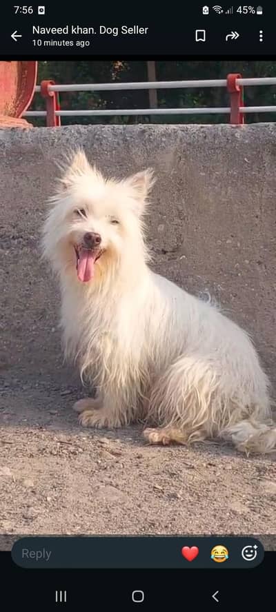 Russian puppy / Russian female for sale