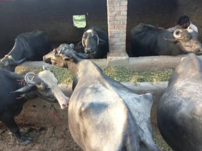 Farm Animals for sale 17 Animals 6 Buffalos 4 Cows 7 Baby