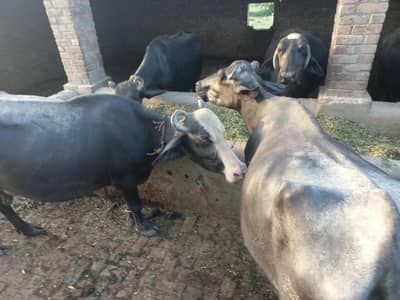 Farm Animals for sale 3  Buffalos