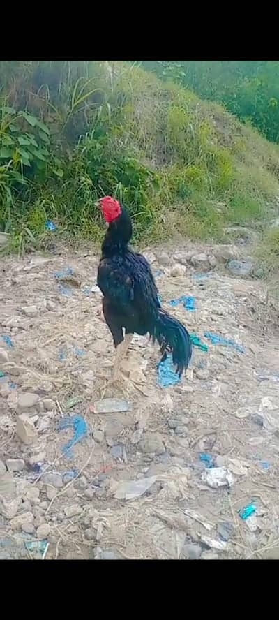 mianwali murga