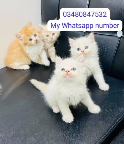 Persian kittens for sale