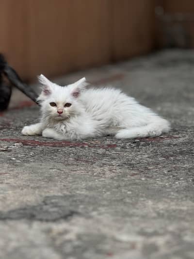 persian kittens for sale