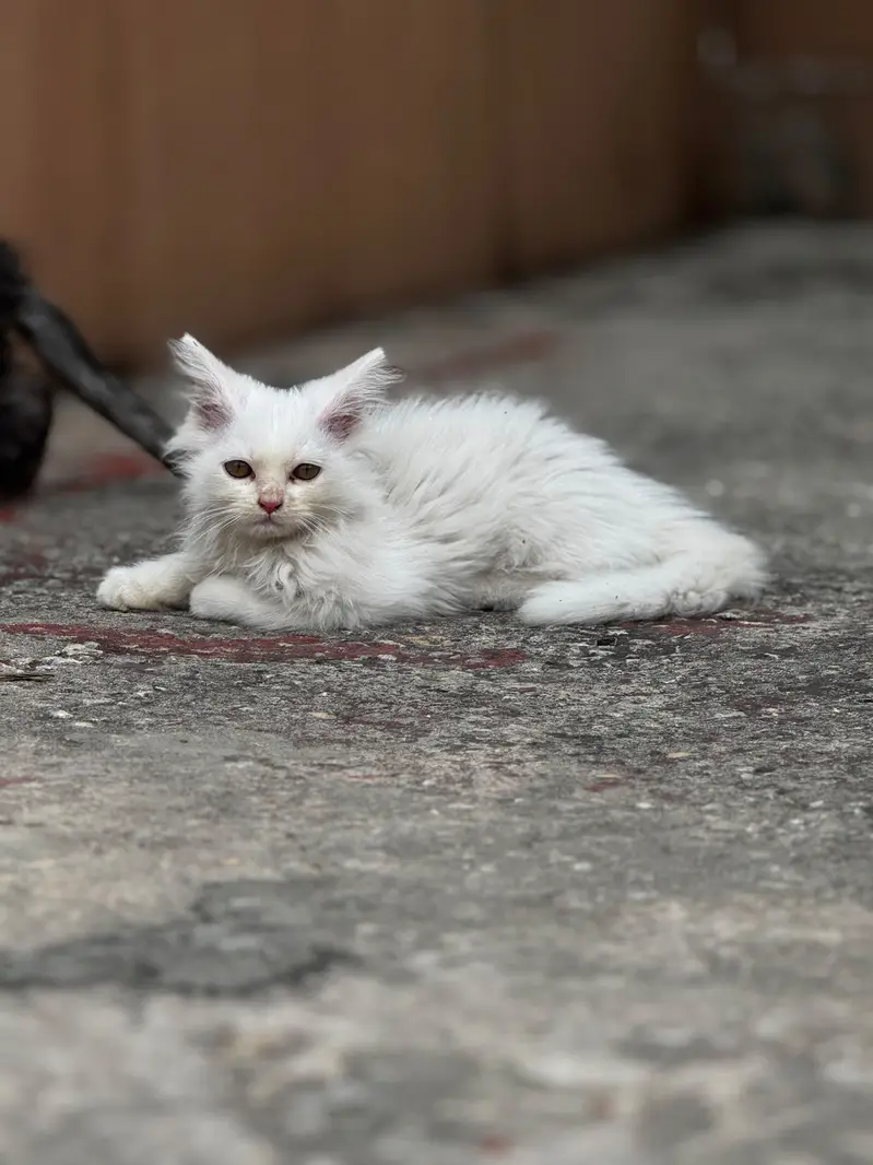persian kittens for sale