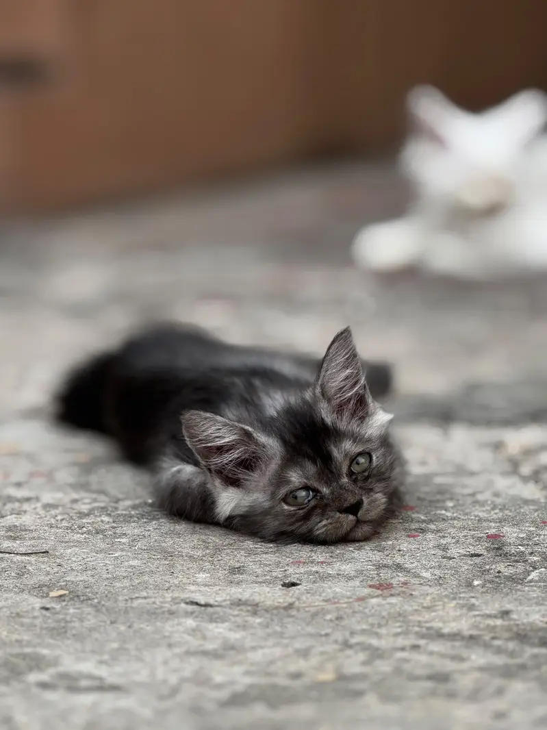 persian kittens for sale — photo 3