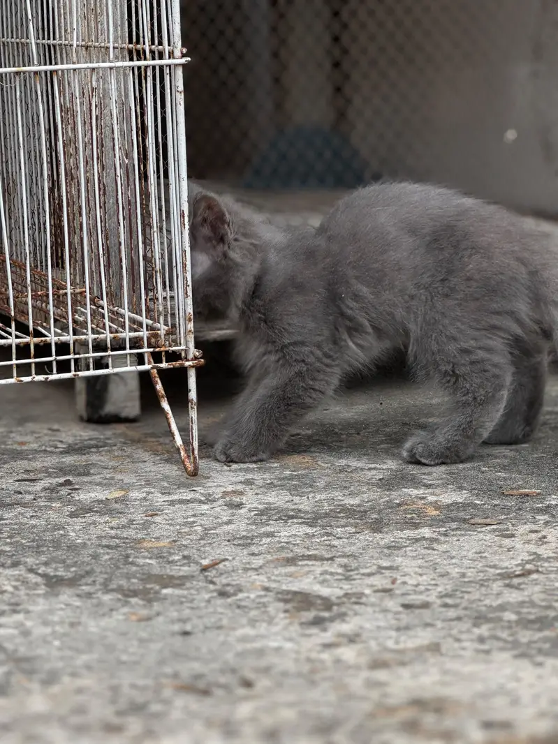 persian kittens for sale — photo 4