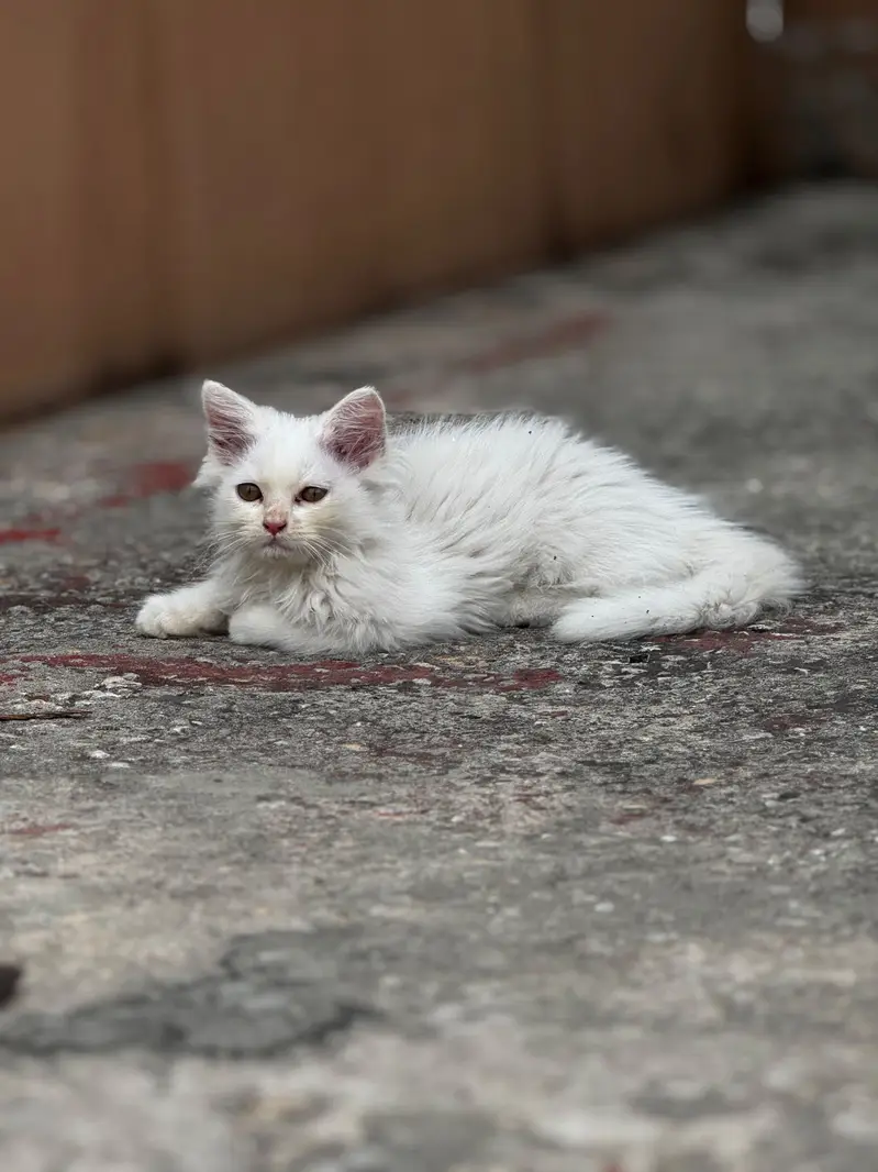 persian kittens for sale — photo 5