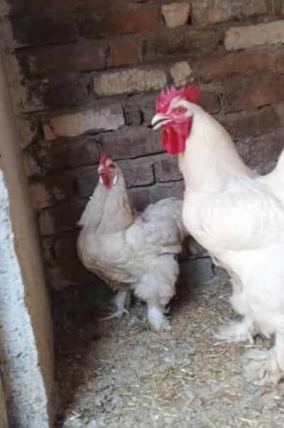 white heavy Cochin buff pair egg laying or white silki 1+2