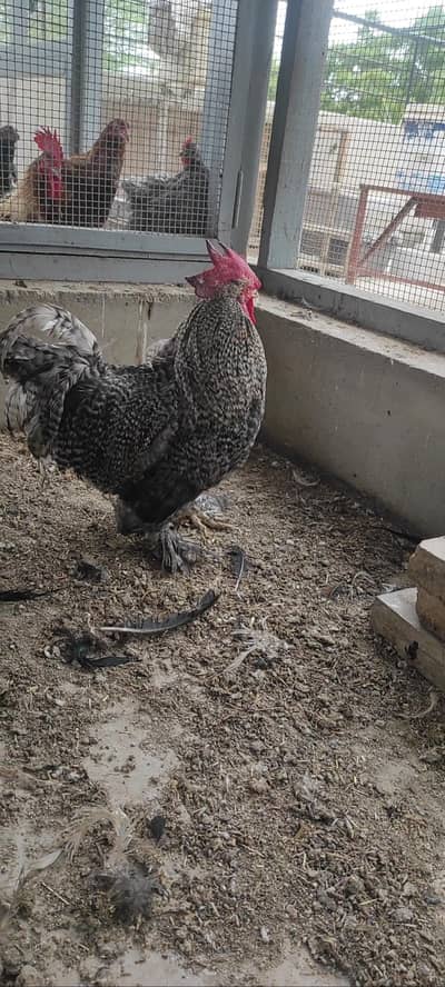 coco bantam pairs