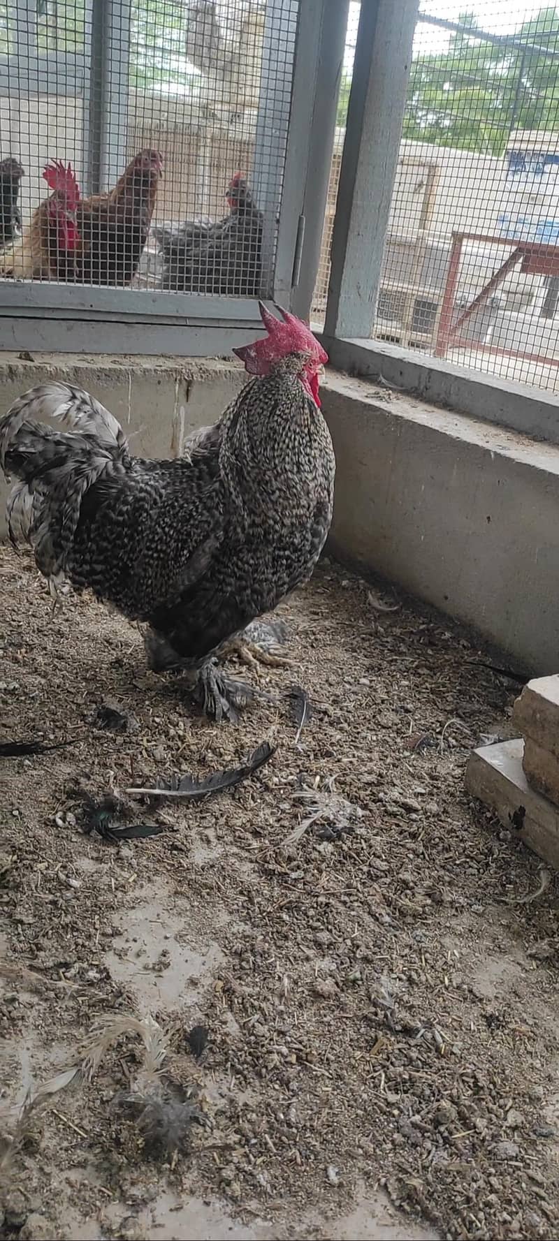 coco bantam pairs 0