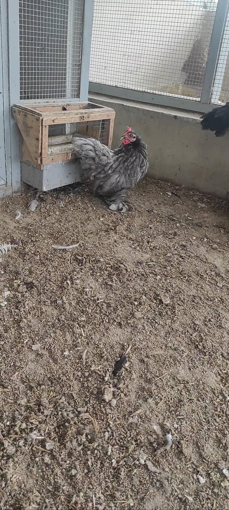 coco bantam pairs 1