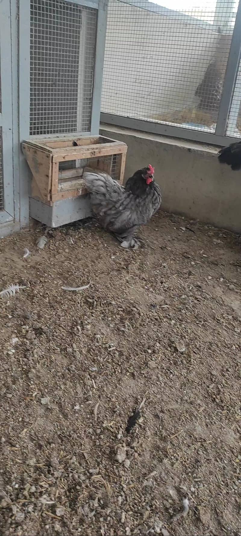 coco bantam pairs 2
